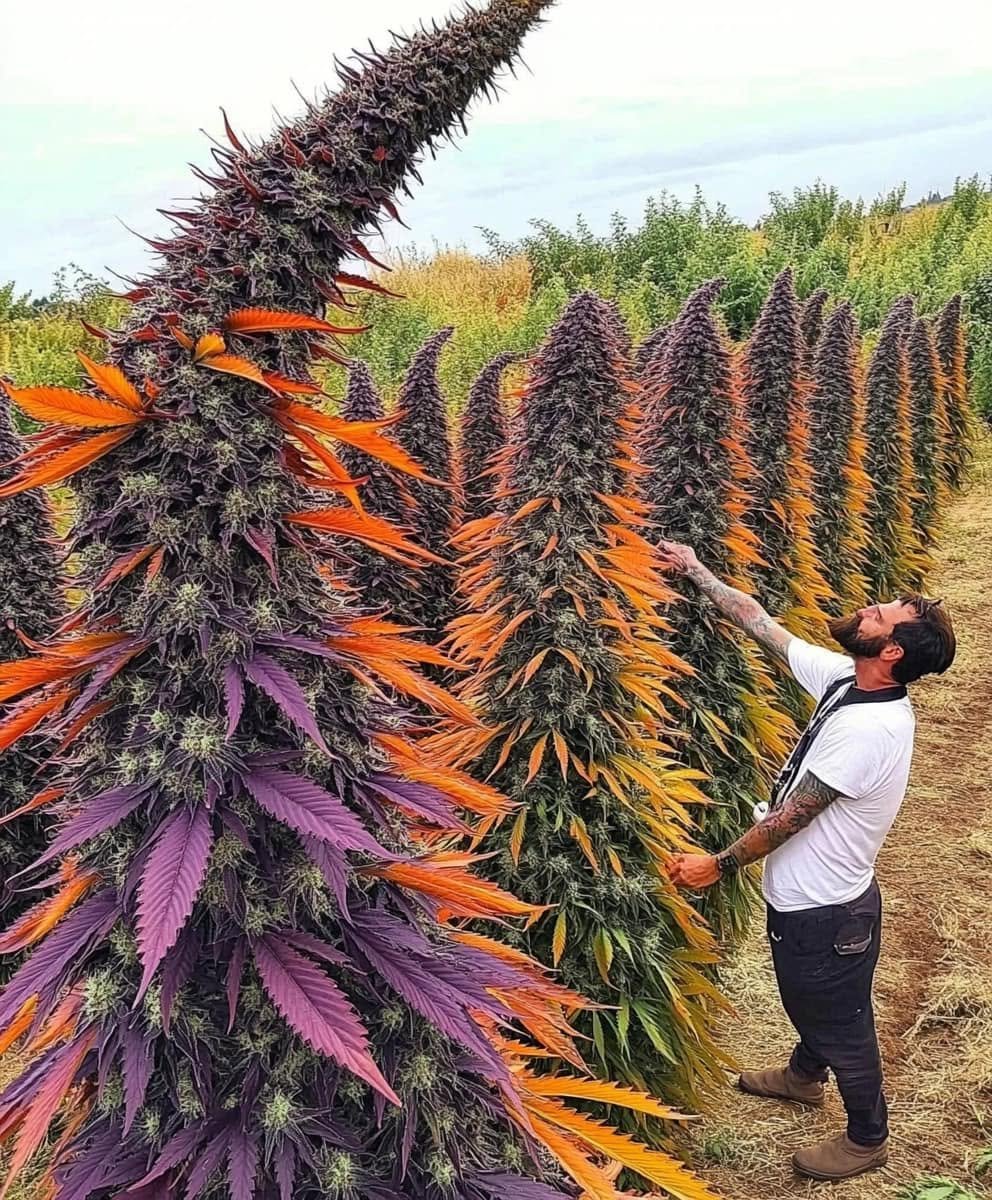 Tall, colorful cannabis plants with purple and orange flowering colas, bred for high resin content rather than fiber