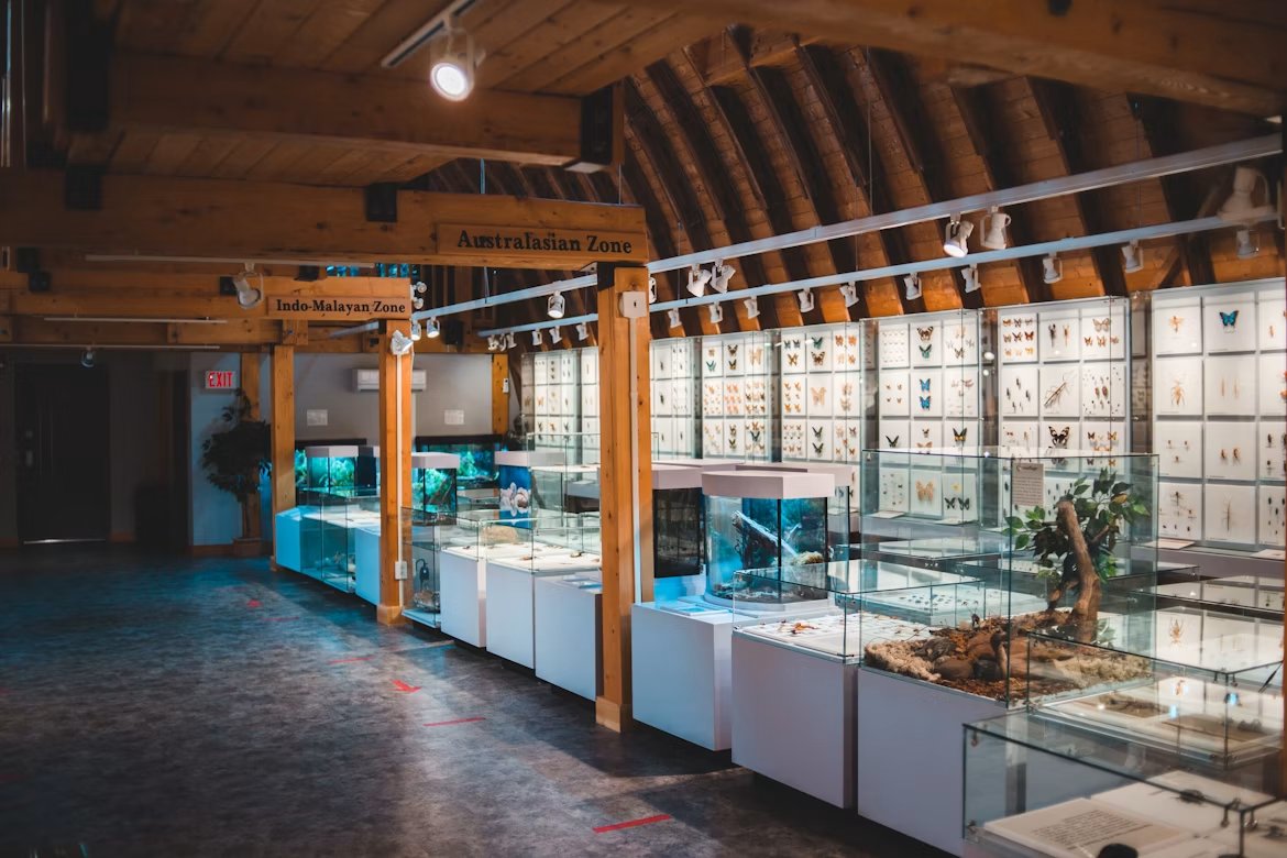 A natural history museum gallery with illuminated display cases showing insect and butterfly specimens